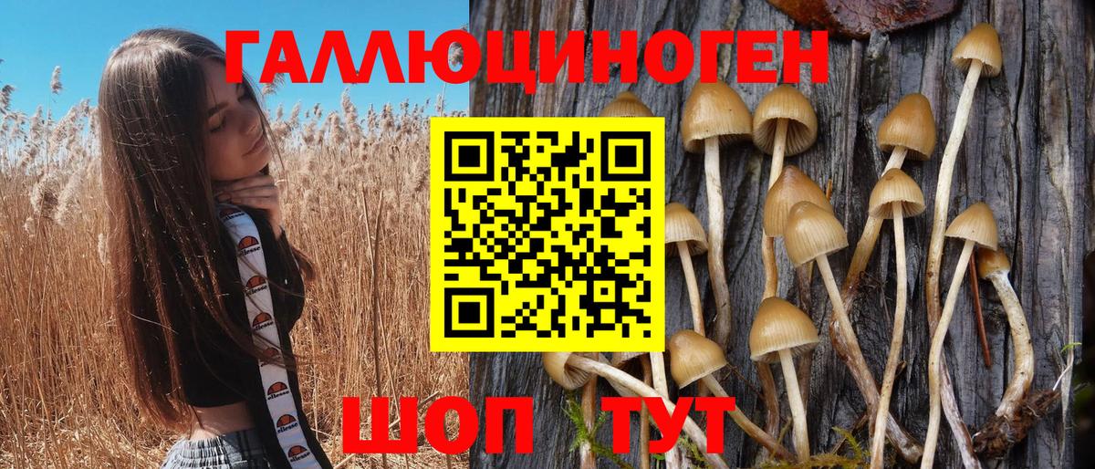 Псилоцибиновые грибы Psilocybe  Вход с VPN  Ликино-Дулёво 